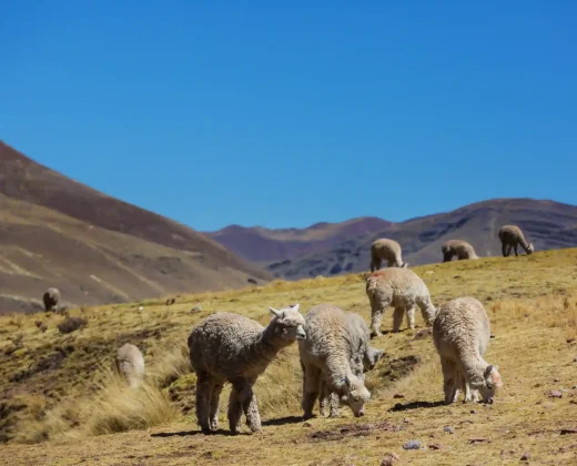 City Tour in Cusco: Afternoon Half Day, 1:00 PM to 6:00 PM