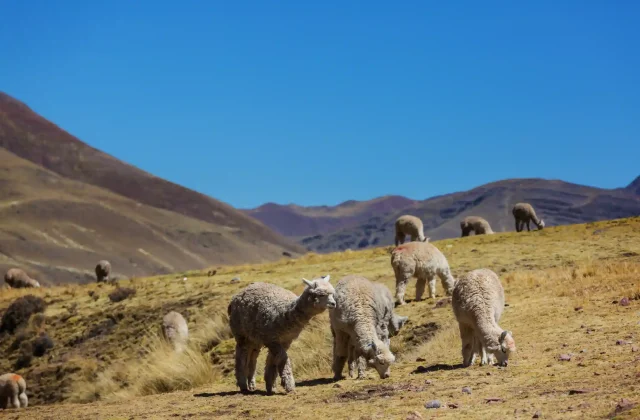 CUSCO CITY TOUR – AFTERNOON DEPARTURE FROM 1:00 TO 6:00 PM