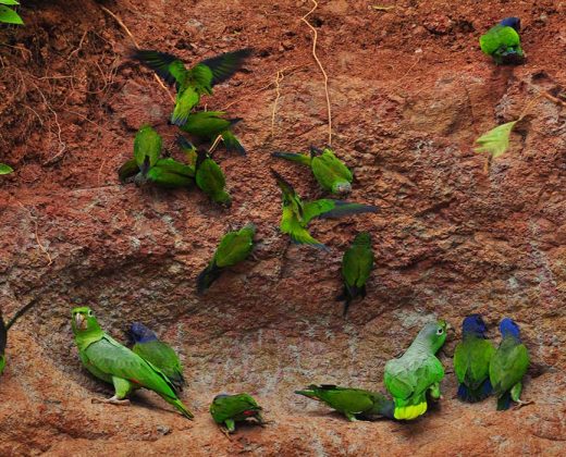 AMAZON TOUR MANU CULTURAL ZONE 4 DAYS: Cloud Forest, River and Rainforest from Cusco