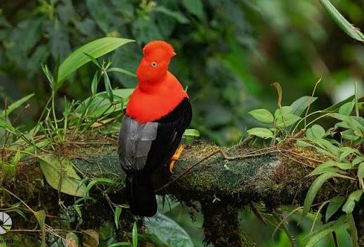 AMAZON TOUR MANU CULTURAL ZONE 4 DAYS: Cloud Forest, River and Rainforest from Cusco