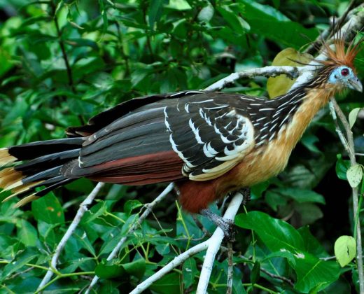 AMAZON TOUR MANU CULTURAL ZONE 4 DAYS: Cloud Forest, River and Rainforest from Cusco