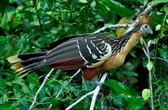 TAMBOPATA NATIONAL RESERVE 2 DAYS TOUR | SANDOVAL LAKE & CHUNCHO MACAW CLAY LICK