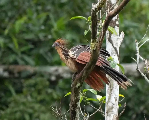 AMAZON TOUR MANU CULTURAL ZONE 4 DAYS: Cloud Forest, River and Rainforest from Cusco