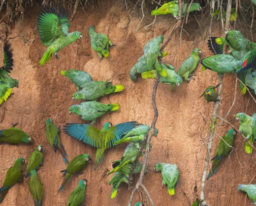 AMAZON TOUR MANU CULTURAL ZONE 4 DAYS: Cloud Forest, River and Rainforest from Cusco
