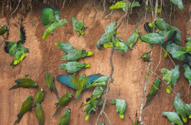TAMBOPATA NATIONAL RESERVE 2 DAYS TOUR | SANDOVAL LAKE & CHUNCHO MACAW CLAY LICK