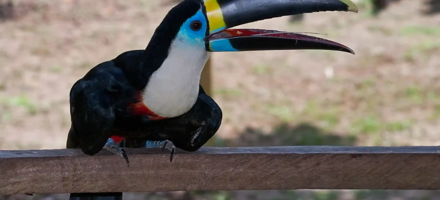 AMAZON TOUR MANU CULTURAL ZONE 4 DAYS – 3 NIGHTS