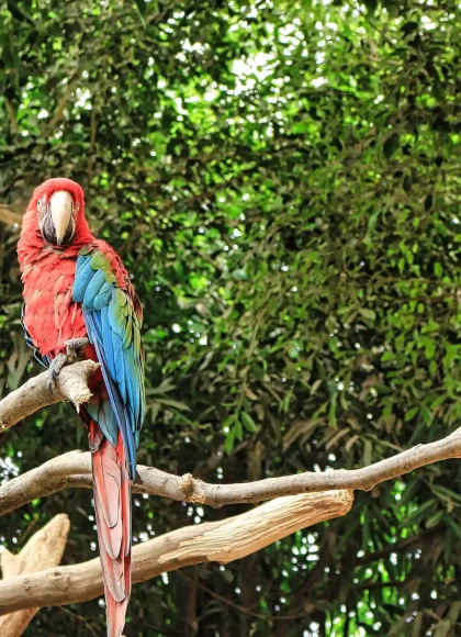 Amazon Tour – Manu Cultural Zone 3 Days / 2 Nights Amazon Tour – Manu Cultural Zone 3 Days / 2 Nights