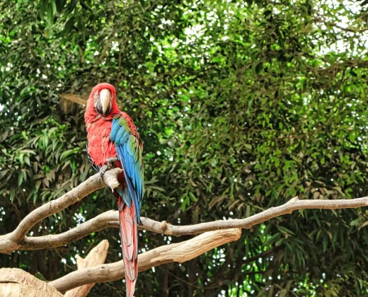 Amazon Tour – Manu Cultural Zone 3 Days / 2 Nights