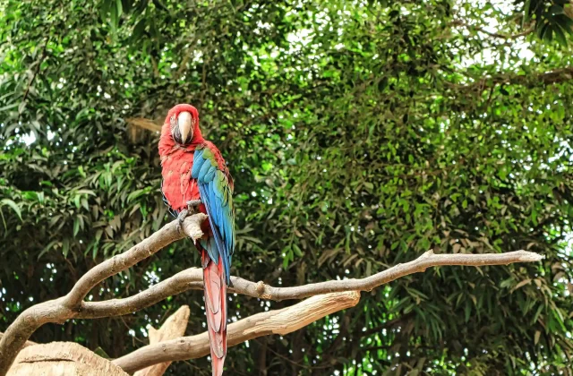 AMAZON TOUR MANU CULTURAL ZONE 3D – 2N