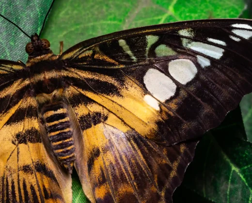 Manu Jungle Tour 3 Days: The Amazon Cultural Zone from Cusco