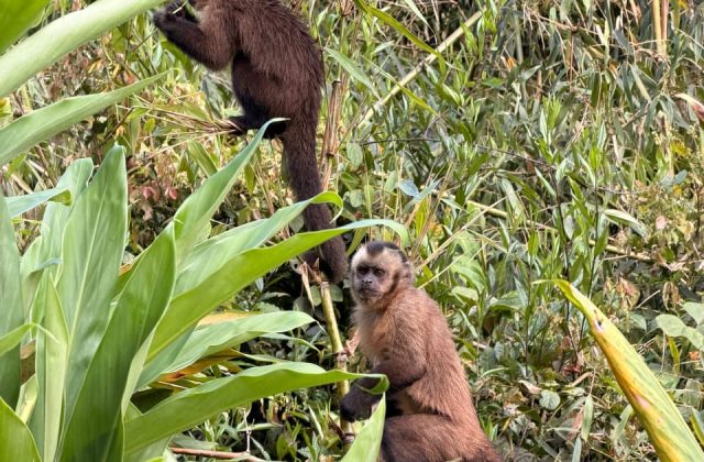 TAMBOPATA NATIONAL RESERVE TOUR 3 DAYS / 2 NIGHTS FROM PUERTO MALDONADO