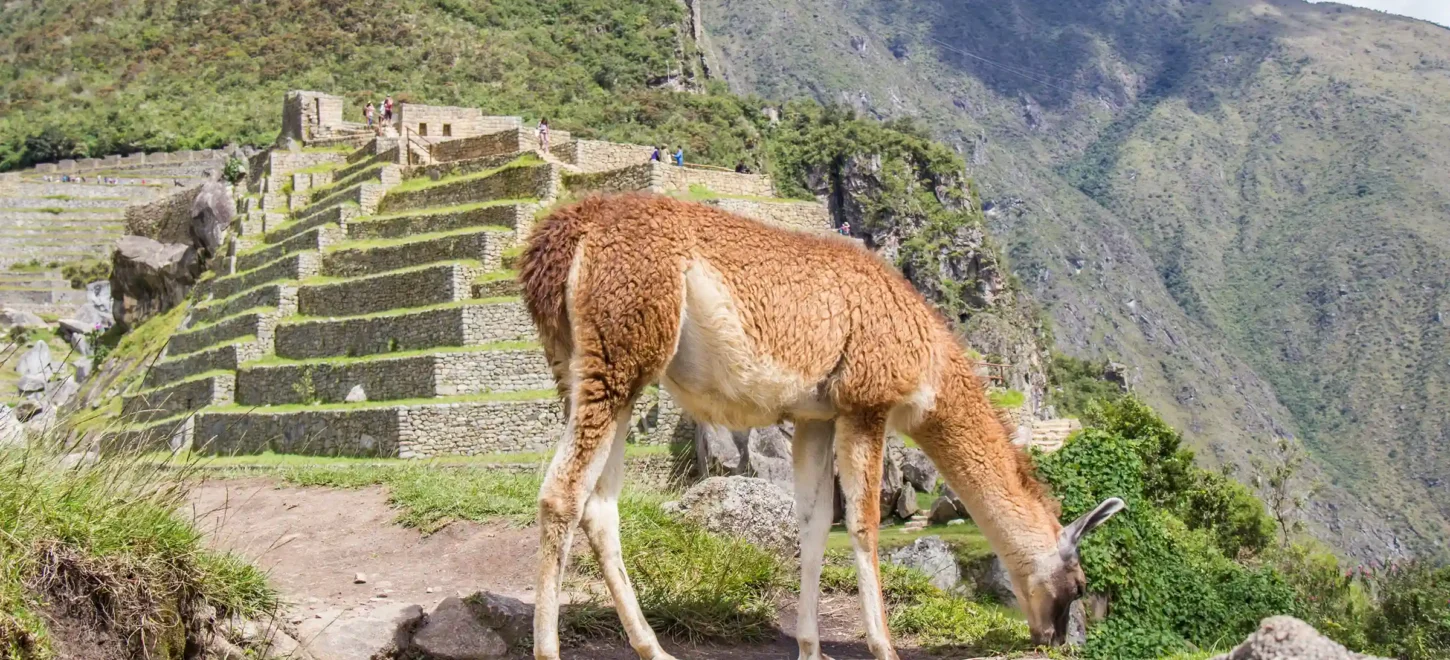 Peru Vacation: Cusco, Machu Picchu & Puno in 6 Days