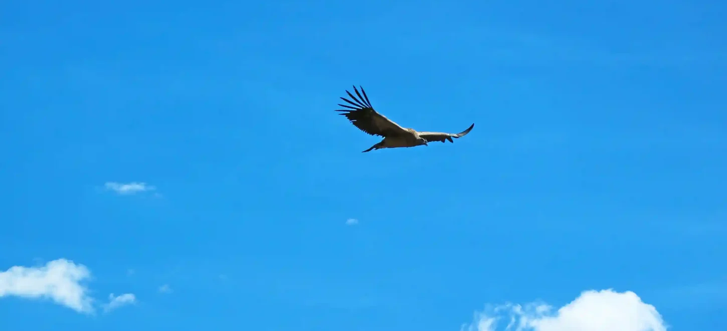 Tour Condor Canyon Chonta – 1 Day Tour Condor Canyon Chonta – 1 Day