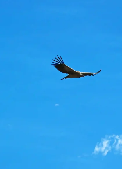Tour Condor Canyon Chonta – 1 Day Tour Condor Canyon Chonta – 1 Day