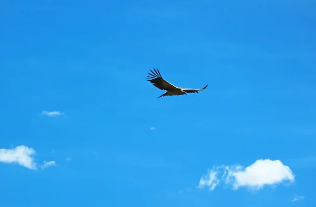 COLCA CANYON FULL DAY TOUR