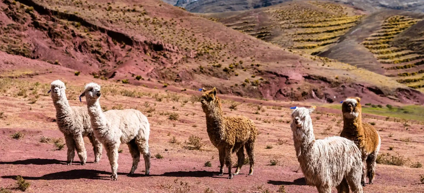 PALCOYO RAINBOW MOUNTAIN 1 DAY TOUR FROM CUSCO