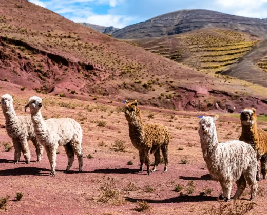 PALCOYO MOUNTAIN FULL-DAY TOUR