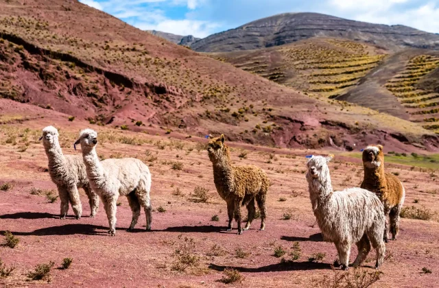 PALCOYO MOUNTAIN FULL-DAY TOUR