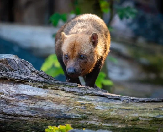 TAMBOPATA NATIONAL RESERVE TOUR 3 DAYS / 2 NIGHTS FROM PUERTO MALDONADO