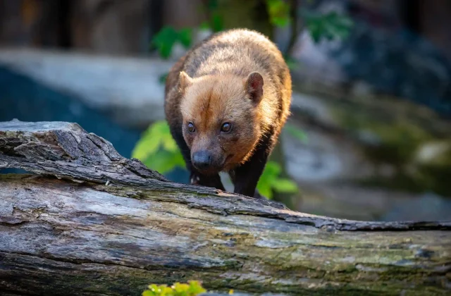 TAMBOPATA NATIONAL RESERVE TOUR 3 DAYS / 2 NIGHTS FROM PUERTO MALDONADO