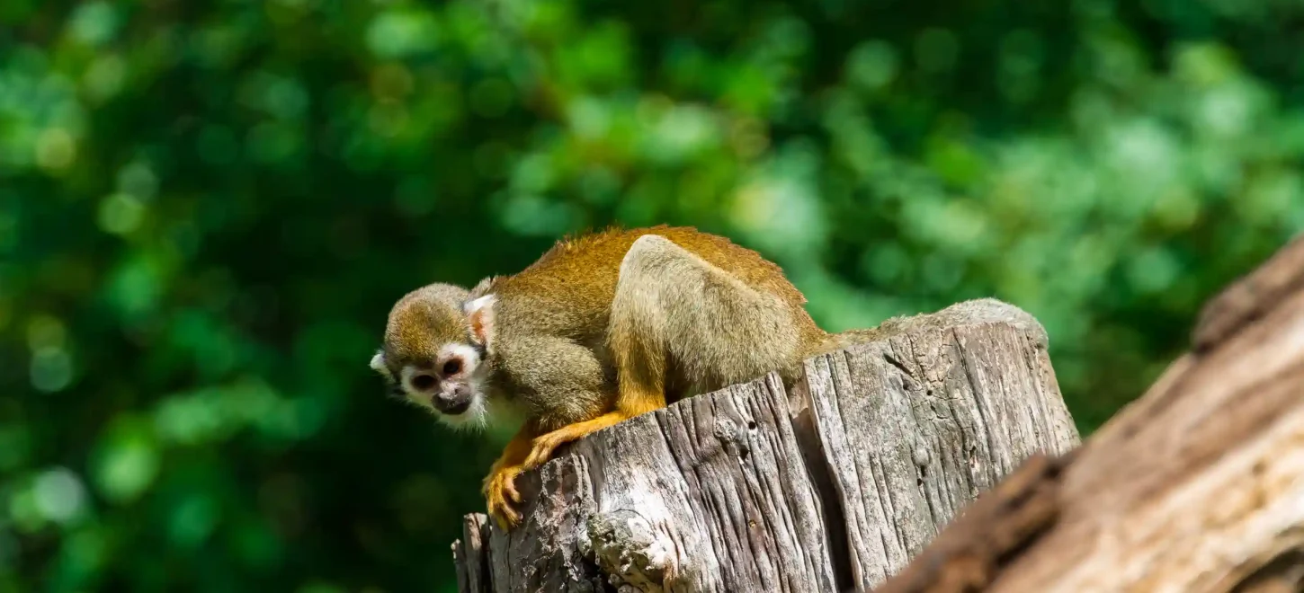 TAMBOPATA NATIONAL RESERVE TOUR 2 DAYS / 1 NIGHT FROM PUERTO MALDONADO TAMBOPATA NATIONAL RESERVE TOUR 2 DAYS / 1 NIGHT FROM PUERTO MALDONADO