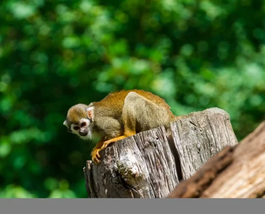 TAMBOPATA NATIONAL RESERVE 3 DAYS TOUR: Sandoval Lake, the Chuncho Clay Lick and Time to Enjoy Both