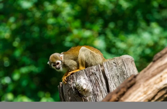TAMBOPATA NATIONAL RESERVE TOUR 3 DAYS / 2 NIGHTS FROM PUERTO MALDONADO