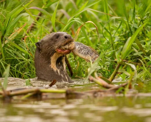 TAMBOPATA NATIONAL RESERVE TOUR 2 DAYS / 1 NIGHT FROM PUERTO MALDONADO