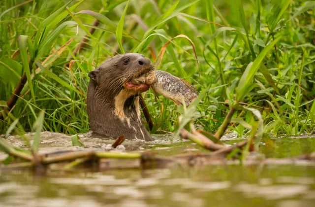 TAMBOPATA NATIONAL RESERVE TOUR 2 DAYS / 1 NIGHT FROM PUERTO MALDONADO