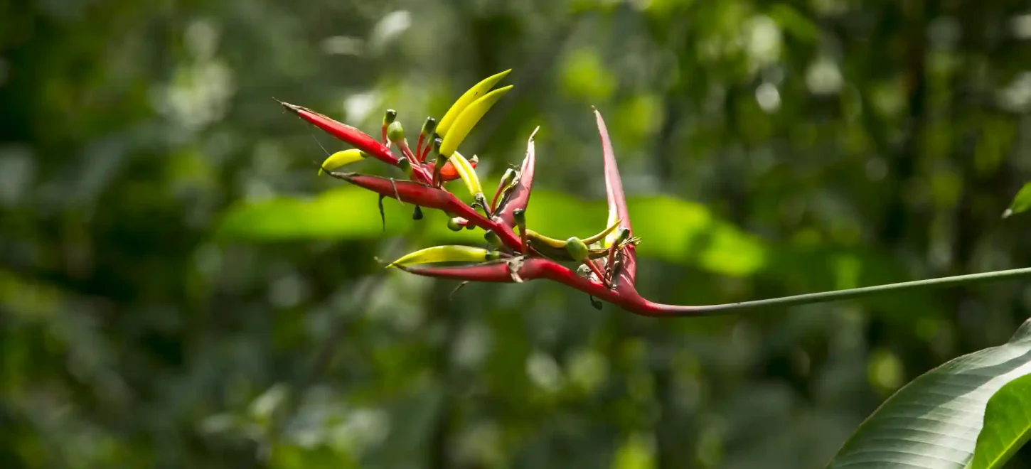 TAMBOPATA NATIONAL RESERVE TOUR 3 DAYS / 2 NIGHTS FROM PUERTO MALDONADO