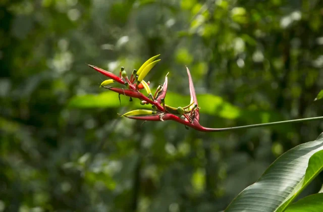 TAMBOPATA NATIONAL RESERVE TOUR 3 DAYS / 2 NIGHTS FROM PUERTO MALDONADO
