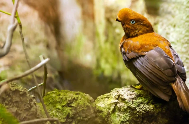 TAMBOPATA NATIONAL RESERVE TOUR 3 DAYS / 2 NIGHTS FROM PUERTO MALDONADO