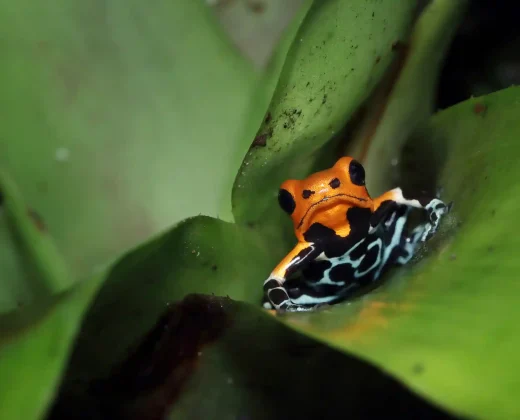 TAMBOPATA NATIONAL RESERVE 3 DAYS TOUR: Sandoval Lake, the Chuncho Clay Lick and Time to Enjoy Both