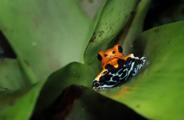 TAMBOPATA NATIONAL RESERVE TOUR 3 DAYS / 2 NIGHTS FROM PUERTO MALDONADO