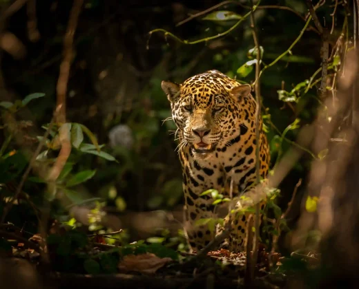 TAMBOPATA NATIONAL RESERVE 3 DAYS TOUR: Sandoval Lake, the Chuncho Clay Lick and Time to Enjoy Both