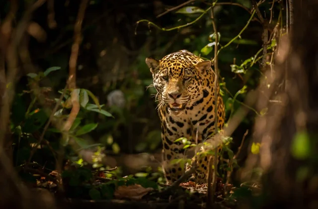 TAMBOPATA NATIONAL RESERVE TOUR 3 DAYS / 2 NIGHTS FROM PUERTO MALDONADO
