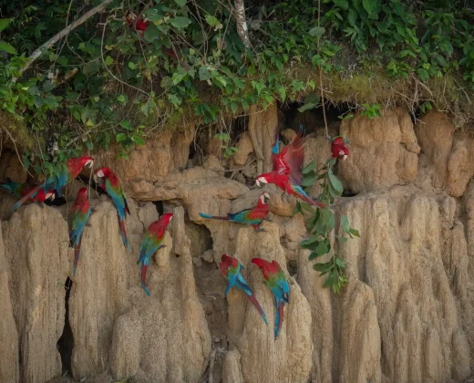 TAMBOPATA NATIONAL RESERVE 3 DAYS TOUR: Sandoval Lake, the Chuncho Clay Lick and Time to Enjoy Both