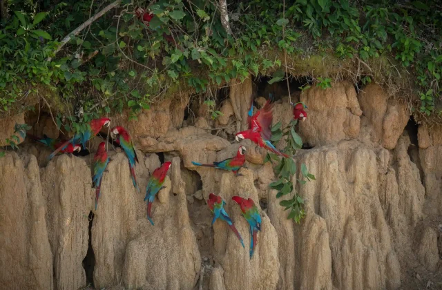 TAMBOPATA NATIONAL RESERVE TOUR 3 DAYS / 2 NIGHTS FROM PUERTO MALDONADO