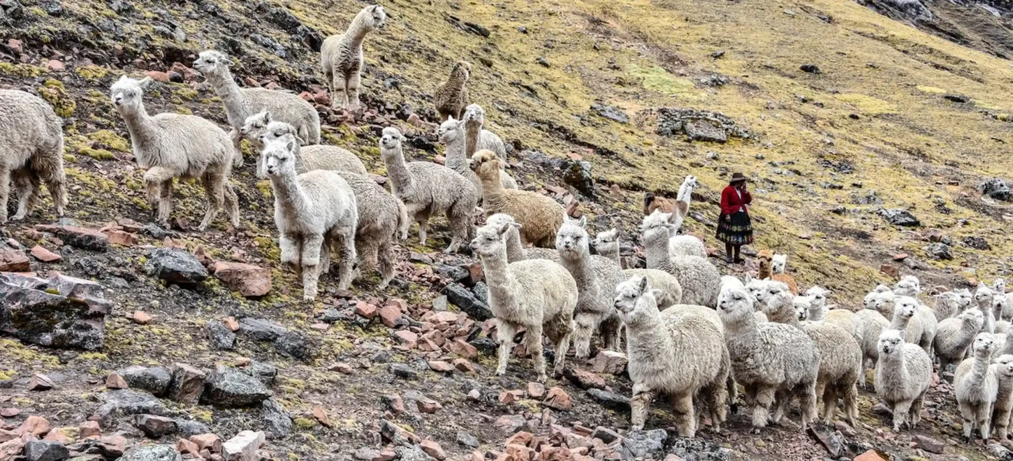 PALCOYO RAINBOW MOUNTAIN 1 DAY TOUR FROM CUSCO