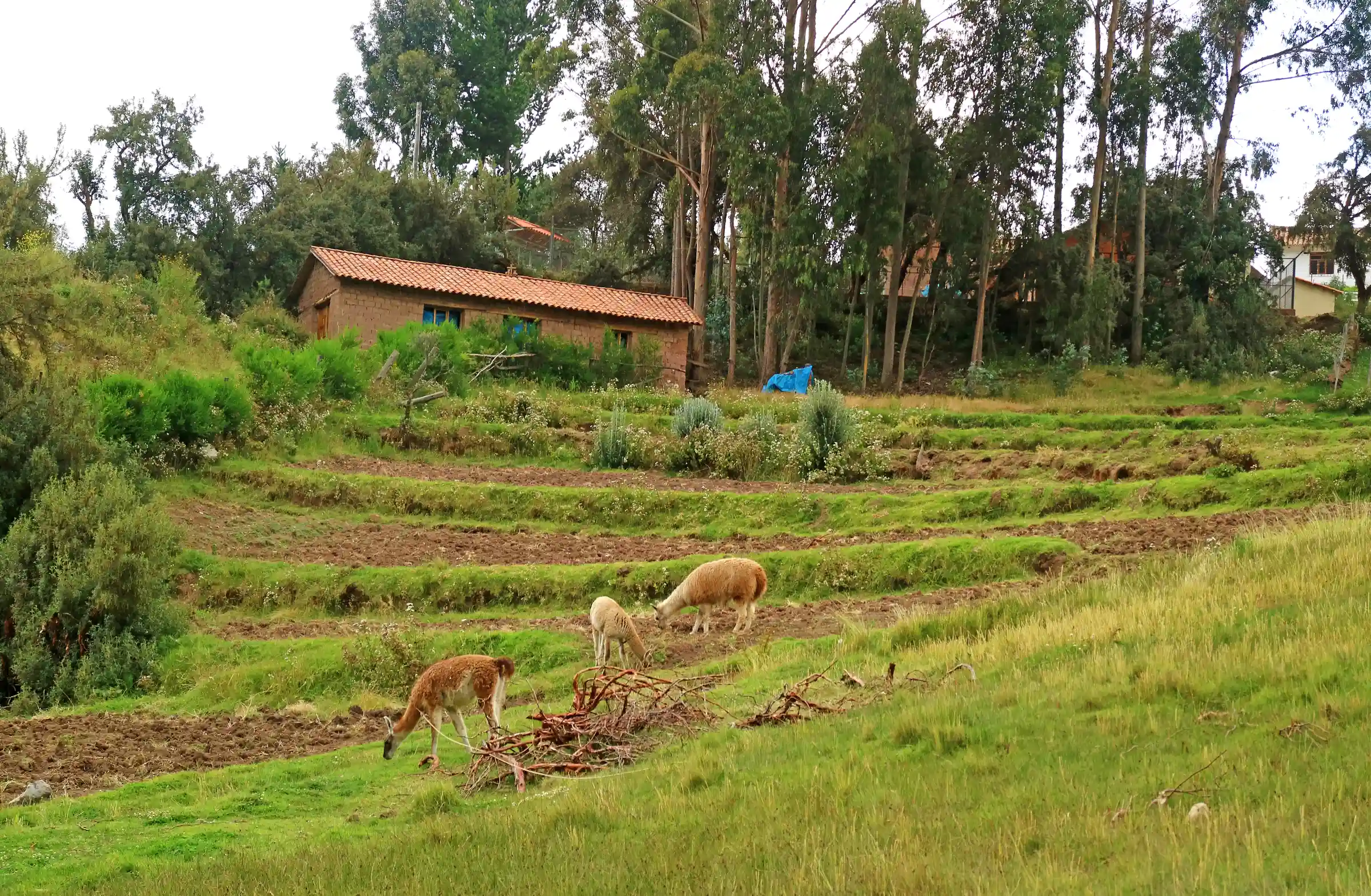 Andean landscape where we plant native queu&ntilde;a trees