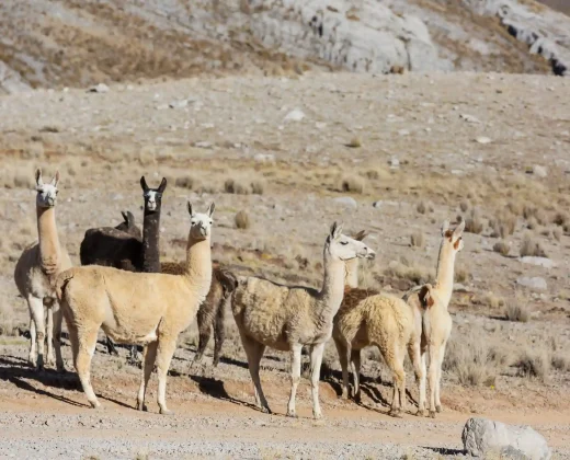 RAINBOW MOUNTAIN TOUR FROM CUSCO: Vinicunca and the Red Valley in One Day