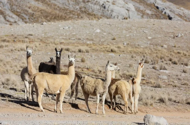 Rainbow Mountain Full Day Tour from Cusco — Vinicunca & Red Valley