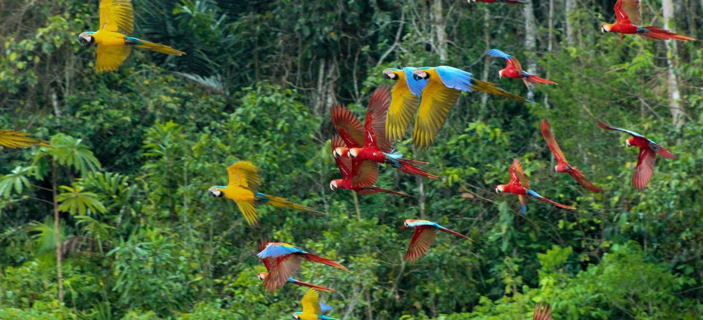 TAMBOPATA NATIONAL RESERVE 4 DAYS TOUR | MACAW CLAY LICK, SANDOVAL LAKE & MONKEY ISLAND