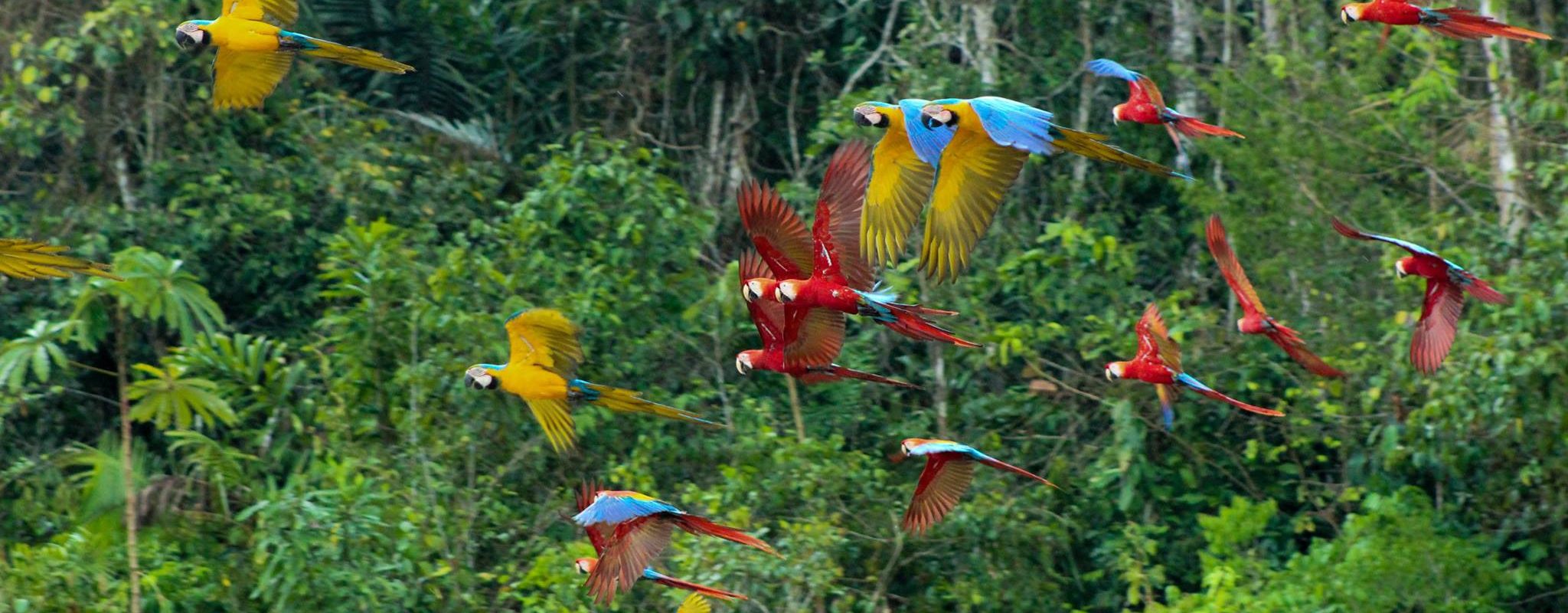TAMBOPATA NATIONAL RESERVE 4 DAYS TOUR: Sandoval Lake, the Chuncho Clay Lick and Monkey Island