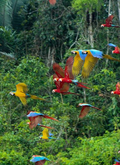 TAMBOPATA NATIONAL RESERVE 4 DAYS TOUR | MACAW CLAY LICK, SANDOVAL LAKE & MONKEY ISLAND