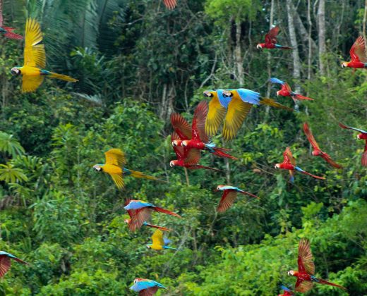 TAMBOPATA NATIONAL RESERVE 4 DAYS TOUR | MACAW CLAY LICK, SANDOVAL LAKE & MONKEY ISLAND