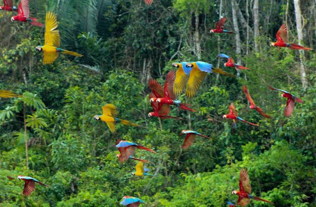 TAMBOPATA NATIONAL RESERVE 2 DAYS TOUR | SANDOVAL LAKE & CHUNCHO MACAW CLAY LICK