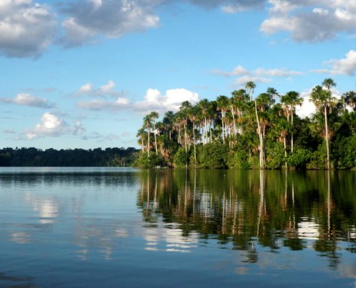 Sandoval Lake Full Day Tour from Puerto Maldonado: The Amazon in One Day