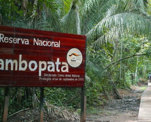 Sandoval Lake Full Day Tour from Puerto Maldonado: The Amazon in One Day
