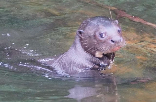 MANU RESERVED ZONE TOUR 5 DAYS | AMAZON RAINFOREST FROM CUSCO